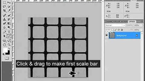 036 To Output: Scale Bars Microscope Images