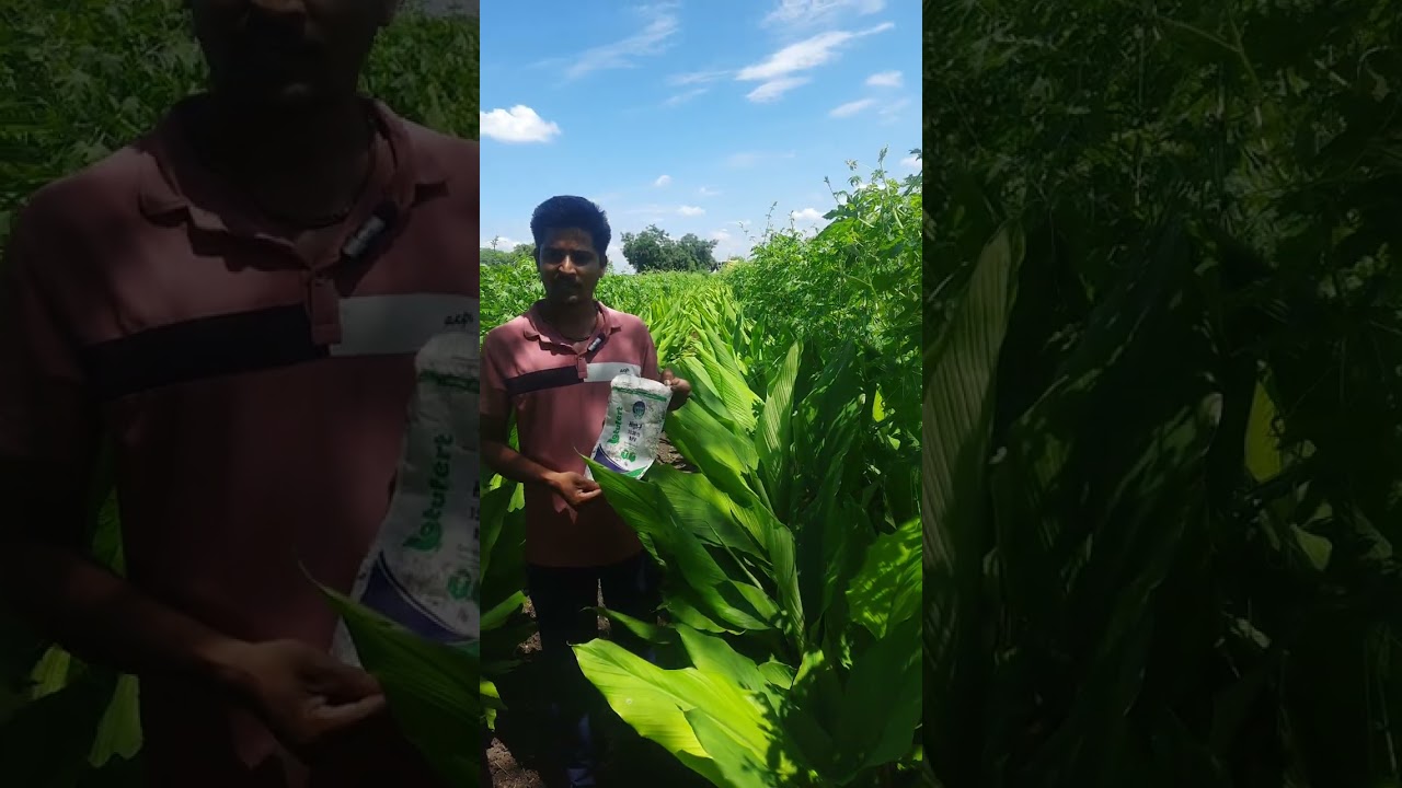 lotufert प्रोडक्ट्स शेतकरी अनुभव High-p शेतकरी: हनुमान जामगे  रा,शिवणी, ता, लोहा, जि,नांदेड