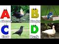 ABC Song | Birds ABC Song | Phonics for Kids| Learn ABC, Baby | Alphabet Letters