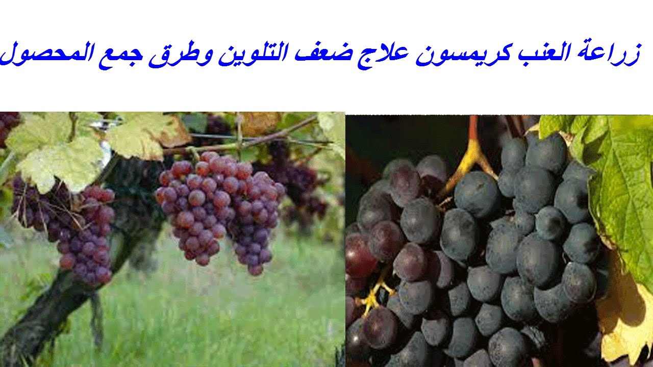 زراعة العنب كريمسون علاج ضعف التلوين وطرق جمع المحصول ومعاملات ما بعد الحصاد