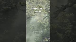 [능포동]양지암 곰솔군락 송화가루 날리는 소나무 결혼 시즌~ #송화가루 #양지암곰솔 #양지암 #거제도 #거제자연의벗 #거제에코투어 #거제도단독투어 #거제생태관광