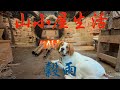 山小屋生活2026〜穀雨