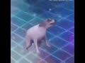 رياكشن كلب يرقص 