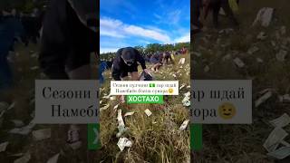 Сезони Пулчини💸💰 Сар шидай 🤣😂 #топ #dushanbe #tiktok #like #russia #top #tajikistan #душанбе #dubai