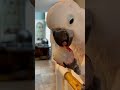 cute parrot eat litchi.so gentle. #animals #pets #funnyanimals #cute #cat #viral