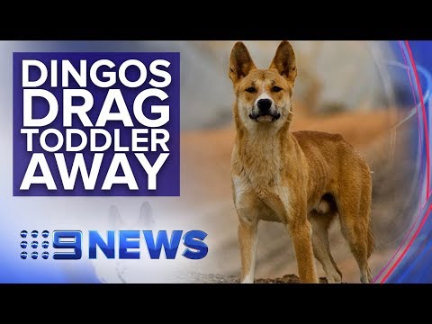 Video: Toddler Atacat De Dingoes în Australia