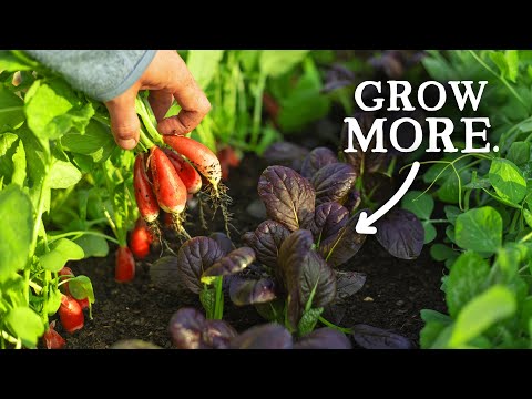 This Simple Sowing Technique Extends Your Harvesting Period