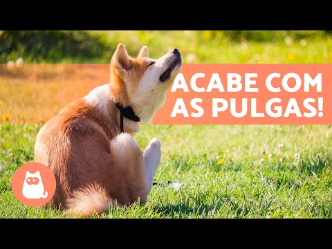 Vídeo: 7 tratamentos veterinários comuns para alergias do cão