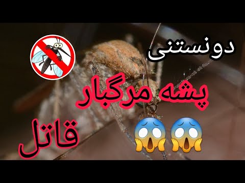 تصویری: مگس تسه تسه - آفت آفریقا