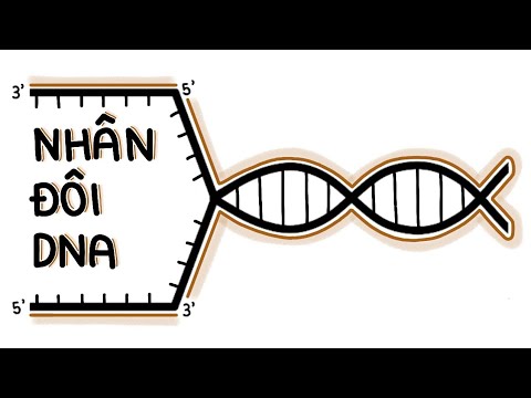 Video: 4 loại enzim chính trong quá trình nhân đôi ADN là gì?