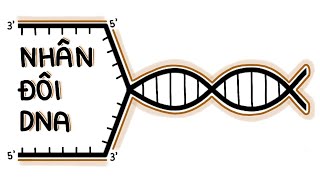 Quá trình NHÂN ĐÔI DNA | Khám Phá Sinh Học