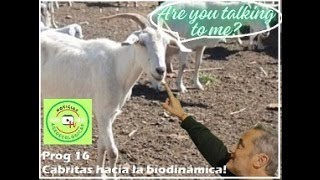 NOTICIAS AGROECOLOGICAS - Santi y su tambo caprino con proyección biodinámica - Prog 16 Temp 2025