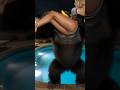 Gordon the Gorilla #primate #gorillatag #gorilla #silverback #swimming #swimmingpool #funny #shorts