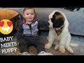 Husky & Baby Meets New Puppy!! [CUTEST VIDEO EVER!]