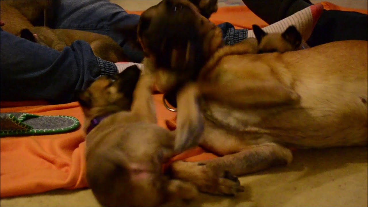 Nobless vom Rheurdter Land