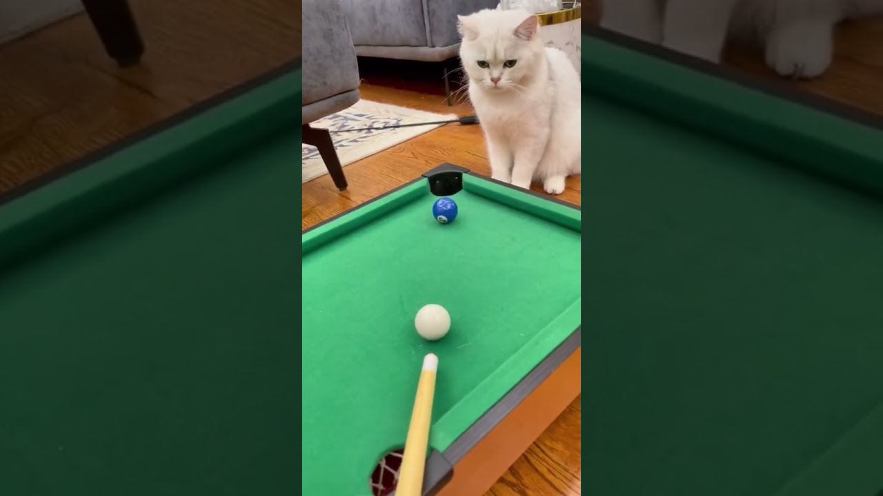 Cat Playing Billiards 