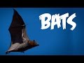 All about bats for kids animals for children  freeschool