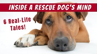 How Rescue Dogs REALLY Feel When They're Rehomed (6 Real-Life Stories)