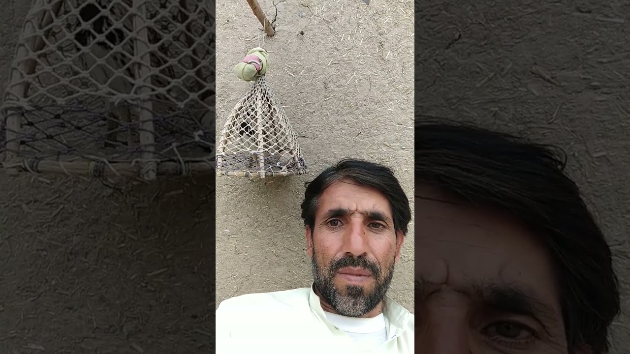 RAIN QUAIL SOUND "15"3"2023