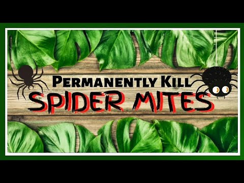 Video: Behandling af edderkoppemider: Sådan identificerer du skade på edderkoppemider og dræber edderkoppemider