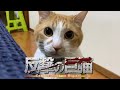 猫にイタズラしたらとんでもない反撃を食らいました