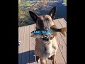 "You won't believe this dog"🐕🥰#shorts #pets #edit
