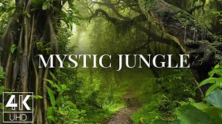 12 Hours Relaxing Wallpapers Slideshow in 4K   Jungle Sounds - Mystic Jungle Forest