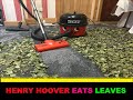 Henry Hoover eats crunchy Autumn/Fall leaves!