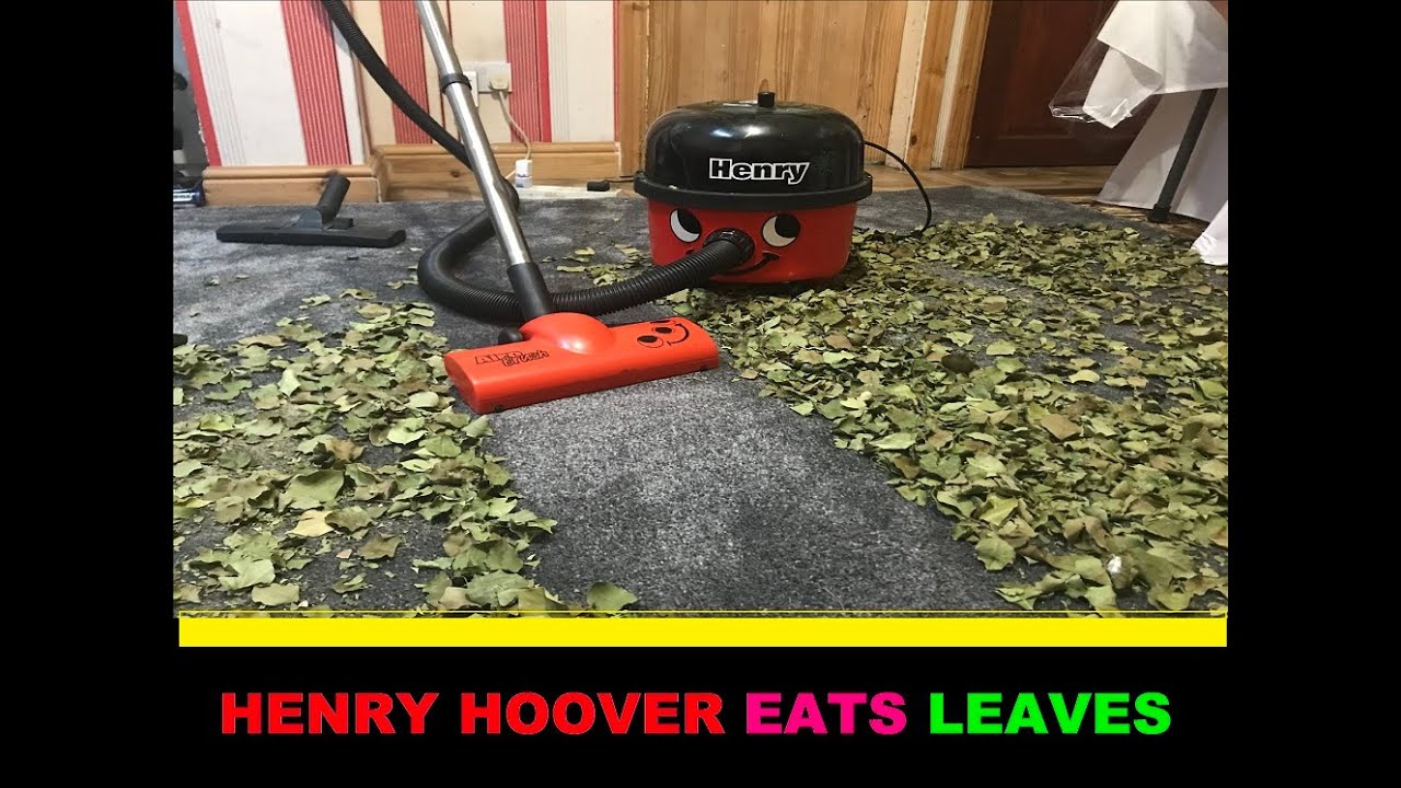 Henry Hoover eats crunchy Autumn/Fall leaves! YouTube