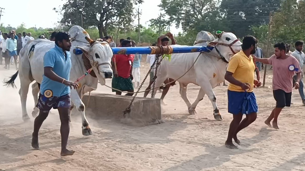 1st🏆🎖️షేక్ మహిబున్నగారిగిత్త&నంద్యాల విష్ణువర్ధన్రెడ్డి గారి గిత్త,నక్కలదీన్నే ఓల్డ్ కేటగిరీ విభాగం 