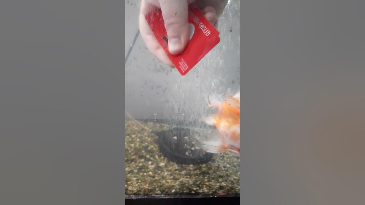 Best and cheapest way to clean algae from fish aquarium glass YouTube