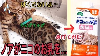 ニコにお乳をせがむノア！お乳への執着がすごいので猫用ミルクをあげてみた