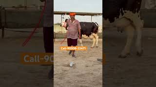 Girls do Cross Breed