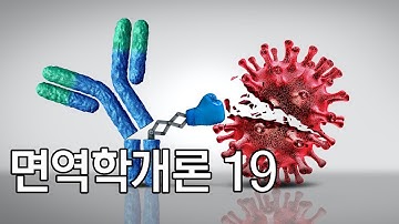 제19화 - 항체 Ig 의 종류와 기능