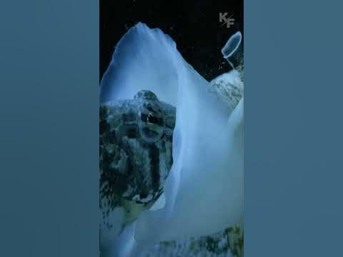 Конусные улитки: загадочные морские хищники. - YouTube
