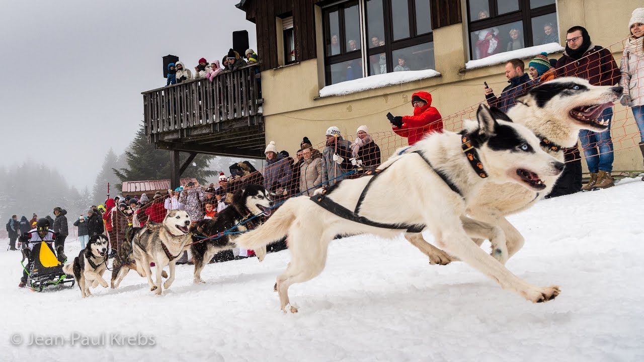 Course de chiens de traîneau au Lac Blanc YouTube