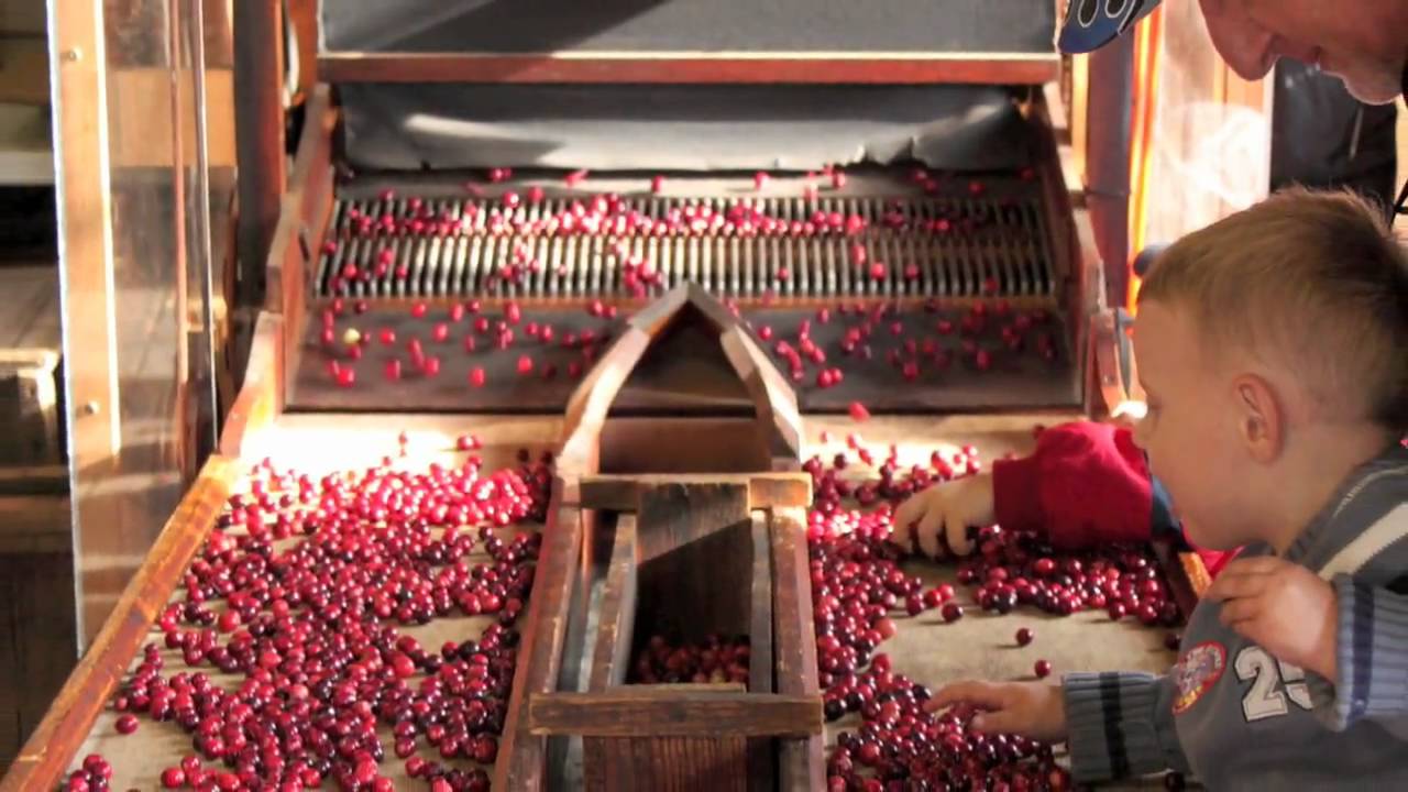 Cranberry Harvest YouTube