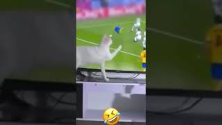 Compilation chat drôle devant la TV 🤣 #animaux #memes #chat #cat #drole
