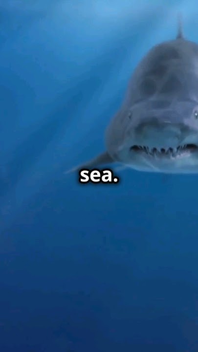 The Sharks! - YouTube