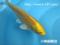 錦鯉販売専門　川崎錦鯉店の錦鯉　No.495　山吹黄金