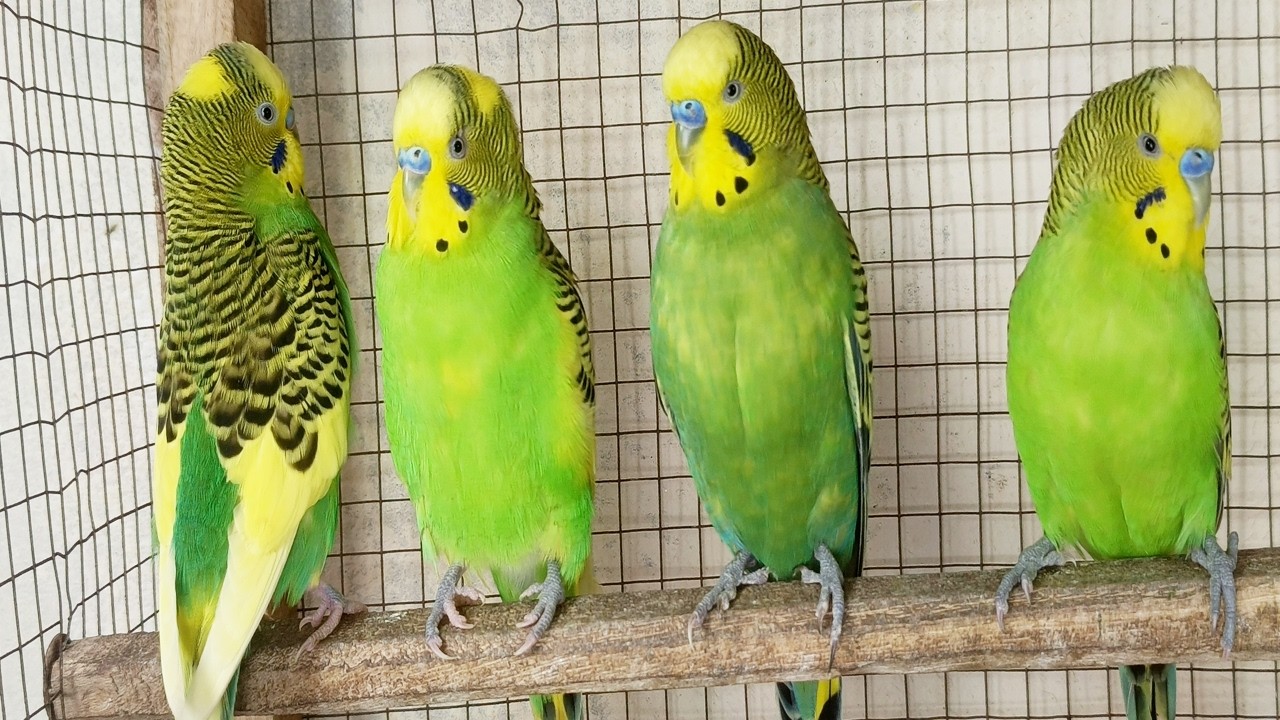 12 hour Non-Stop Happy Budgie Singing 🐦🎶 | Relaxing Parakeet Bird Sounds