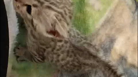 Video 3098931: bengalcat catlover cute, female bengal kitten, blue bengal kitten, bengalcat playful, lovely bengalcat, catlover sweet cute