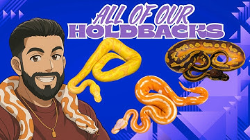 TOUR OF ALL OUR HOLDBACK BALL PYTHONS FROM THIS YEARS PRODUCTION! 