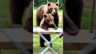 Bear Cub Plays On Swing