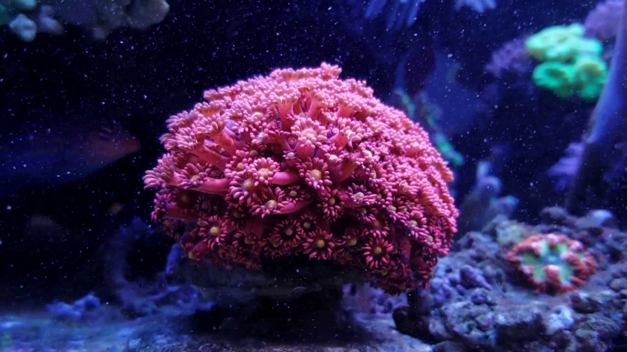 Turkey baster YouTube