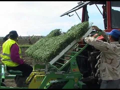 ჩითილების მექანიზებული დარგვა