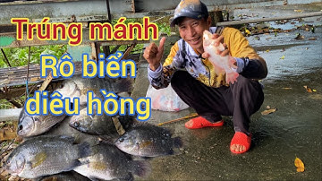 Câu cá rô biển, trúng bầy cá rô biển,diêu hồng giựt mỏi tay luôn