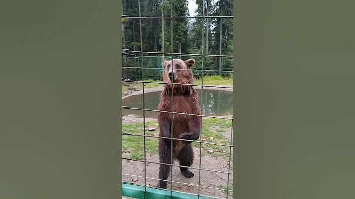 A bear walks on two legs in a national park