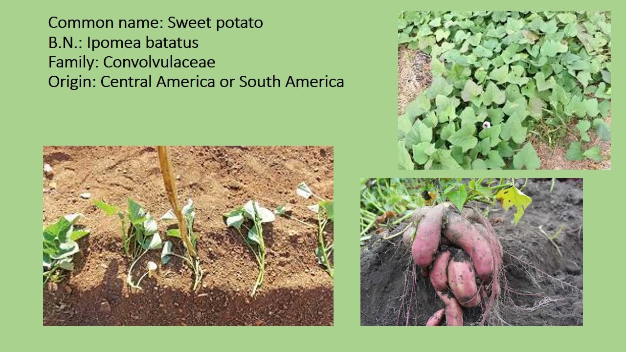 Identification of Crop Plant and Seeds