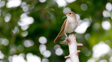 10 hours of beautiful nightingale sounds - The best bird song - Nightingale singing for relax, sleep